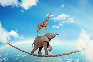 Elephant girafe