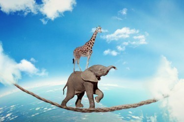 Elephant girafe