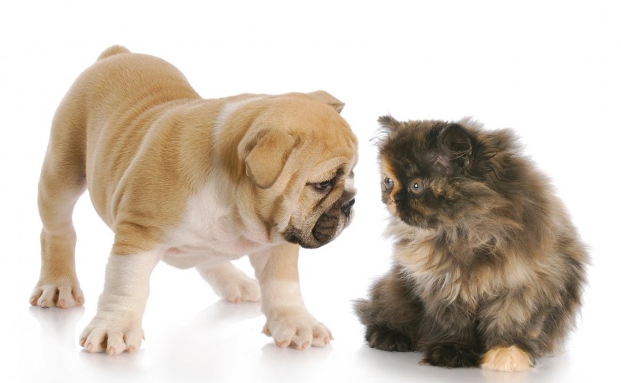 Chien et chat 3926c
