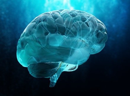 photo cerveau